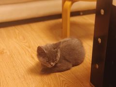 -猫大福·Fortune Cat猫舍(百子湾店)