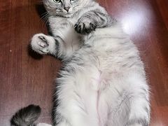 -艾吉宠物医院·疑难杂症转诊中心·猫友好(碧江路院)
