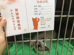 -创凡宠物医院·骨专科  猫科中心(西乡分院)