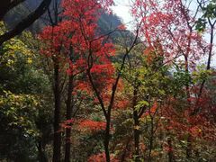 -罗田天堂寨风景区