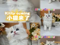 -小猫来了·猫舍(红山六九七九店)