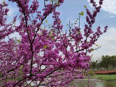 -外高桥保税区南(地铁站)