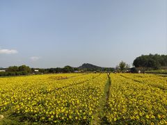 -径山花海
