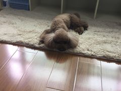 -喵汪宠物生活馆(涞坊路店)