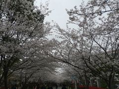 -高东镇樱花园