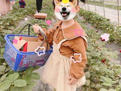 -小鱼草莓采摘园农家乐·小鱼餐厅