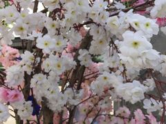 -张家港凤凰山景区河阳山歌馆