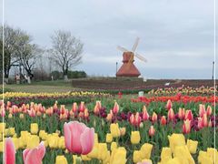 -杭州湾海上花田景区