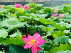 荷花-湖滨客舍·湖北菜