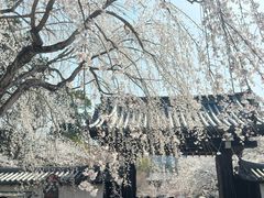 -醍醐寺