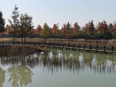 -泗洪洪泽湖湿地景区