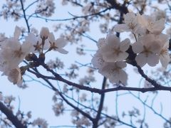 -高东镇樱花园