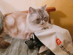 -猫色咖啡·猫咖