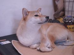 -About Bistro關於·泰式家庭料理