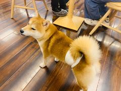 -豆柴町-柴犬主题狗咖(红鼎国际C座店)