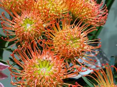 -溪岸路花鸟市场