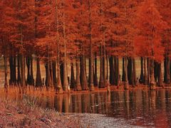 -白鹭湾湿地公园