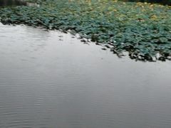 -新江湾城公园