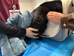 -艾贝尔宠物医院·24H转诊中心·肿瘤猫专科(江宁双龙店)