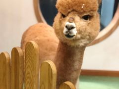 -藦茜花园宠物主题亲子互动体验馆(国顺东路店)