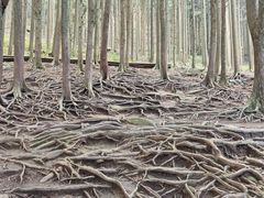 -含鄱口