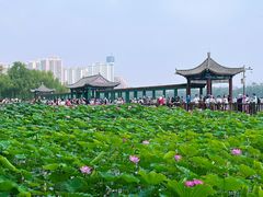 -莲花池公园