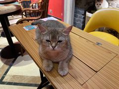 -猫色咖啡·猫咖