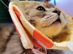 -猫儿山۰猫主题餐厅