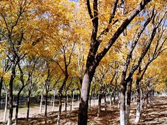 -永定河休闲森林公园