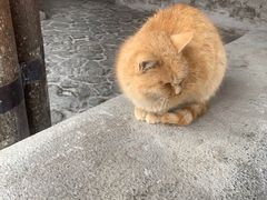 -峰瑞藏地美食·石锅鸡·牦牛肉(大昭寺品牌店)