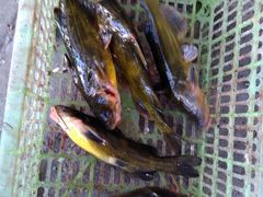 -姥家大锅台水库渔家
