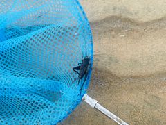 -日照海滨国家森林公园