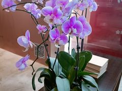 -桃花源中餐厅(金茂豪华精选酒店)
