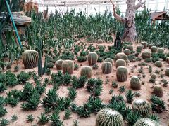 -泰山花样年华景区