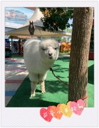 -萌宠亲子动物乐园(槐房万达店)