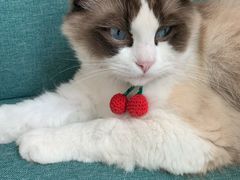 -喵屿·大理花园猫咖