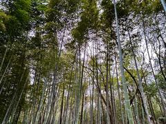 -上海佘山国家森林公园天马山园