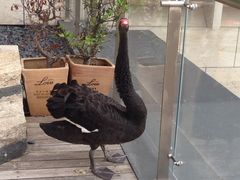 -行者书屋大堂吧 ·下午茶(南京圣和府邸酒店)