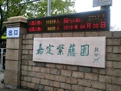 -嘉定紫藤园
