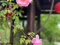 -鹅湖玫瑰文化园