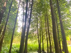 -溱湖国家湿地公园