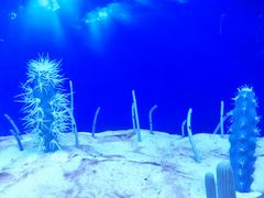 -芜湖新华联大白鲸海洋公园