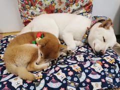-柴迷FANS CLUB·柴犬狗咖·猫咖