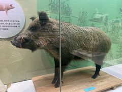 -国家自然博物馆