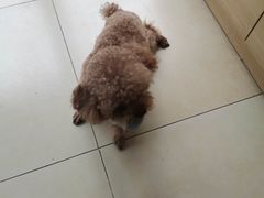 -宠福鑫康馨动物医院·骨科·眼科
