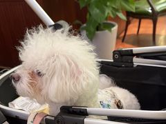 -蝶园·装修中(BFC外滩金融中心店)