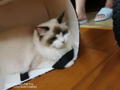 -欣宠猫屋·矮脚拿破仑·蓝金金渐层