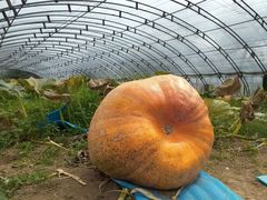 -祥源·阜阳生态乐园