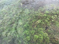 -靖西鹅泉风景区