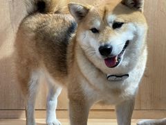 -是阿柴呀！柴犬咖啡·爱喵喵猫咖